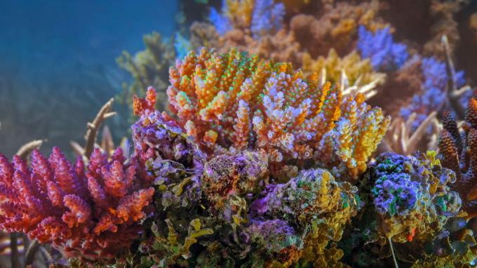 Коллективное действие для кораллов океана защищая